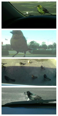 birds begging for food