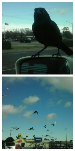 black bird on car